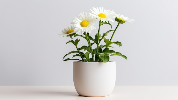 Foto da flor Shasta Daisy em vaso isolado em fundo branco