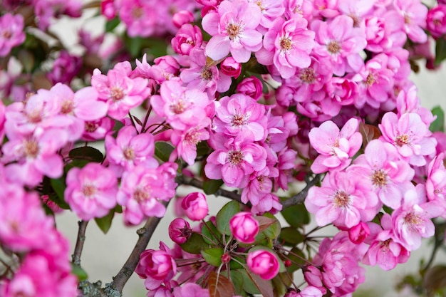 Foto da natureza da bela primavera sakura florescer primavera sakura na natureza sakura na natureza
