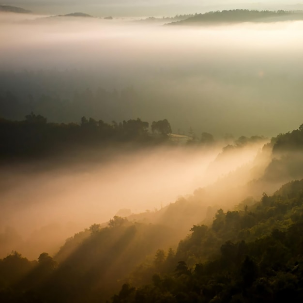 Foto da névoa da manhã