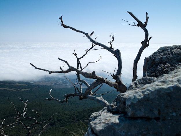 Foto da paisagem da vila com um olho de pássaro