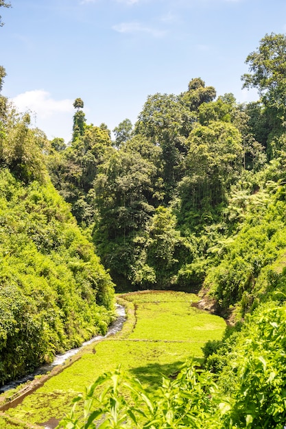 Foto foto da paisagem. um local turístico para a cachoeira índice de raung banyuwangi com agricultura e um rio.