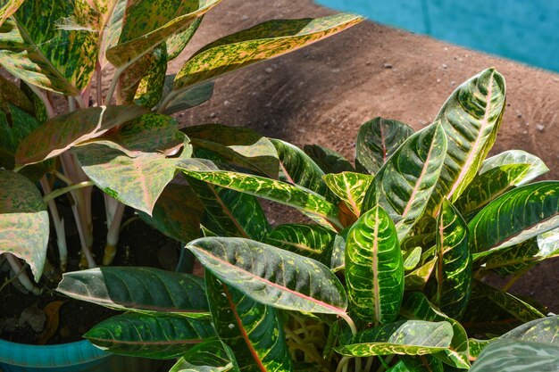 Foto foto da planta viúva perfurada monstera adansonii