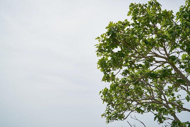 Foto da Árvore Verde Foto