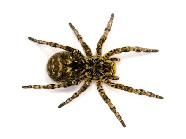 Foto da tarântula de cabelo preto Lycosa singoriensis isolada no fundo branco