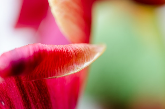 Foto da tulipa vermelha com um pilão. foto macro