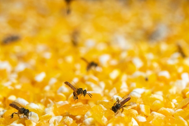 Foto de abelhas-anjo coletando pólen, abelhas voando