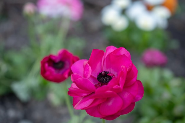 Foto de algumas flores de ranúnculo rosa duplo crescendo com um fundo de jardim desfocado de folhas verdes e flores roxas de viola Tecolote ranunculus