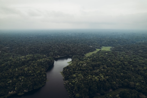 Foto de alta qualidade da selva amazônica