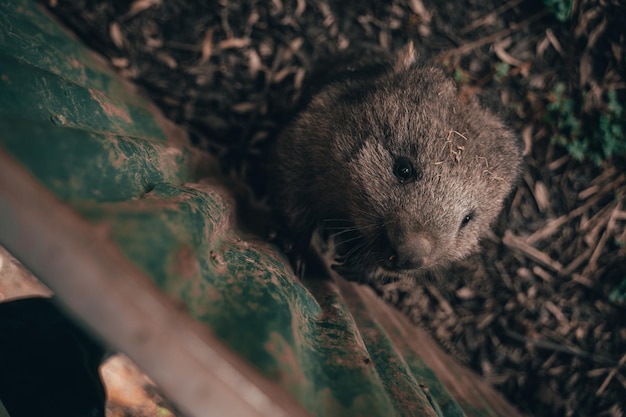 Foto de alto ângulo de um adorável vombate em um zoológico