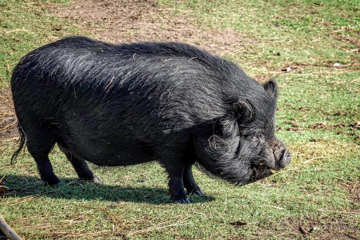 Foto foto de animais de fazenda da vida no campo