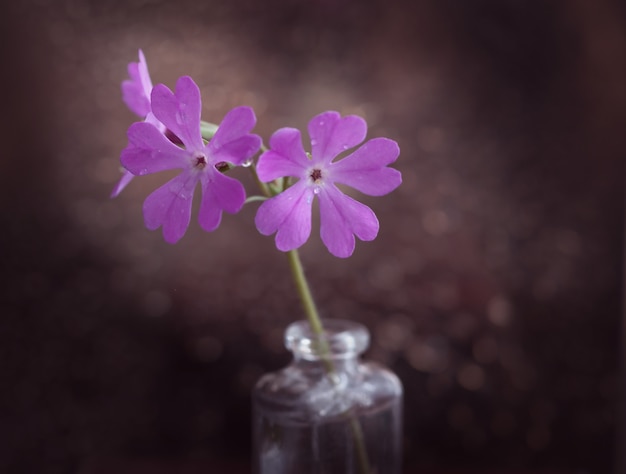 Foto de arte da flor rosa linda prímula. Fechar-se.