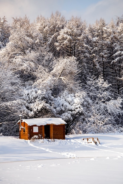 Foto de árvores de inverno com neve e céu azul durante o dia