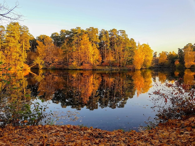 Foto de árvores de outono e lagoa