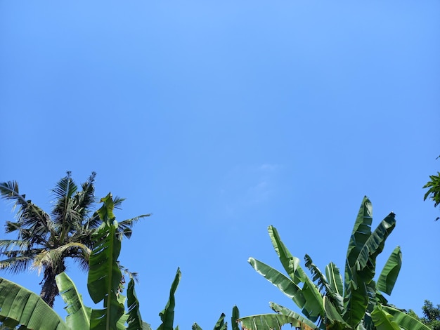 Foto de árvores em um céu azul Foto de bananeira e coqueiro com céu azul claro