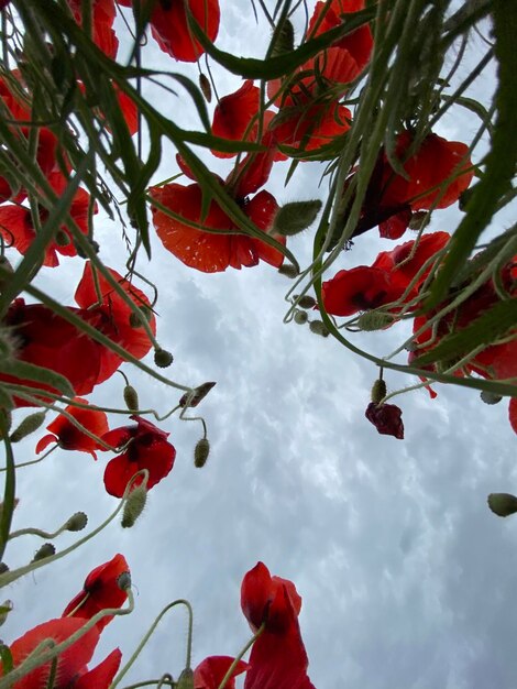 Foto de baixo ângulo de campo de papoulas selvagens contra céu nublado