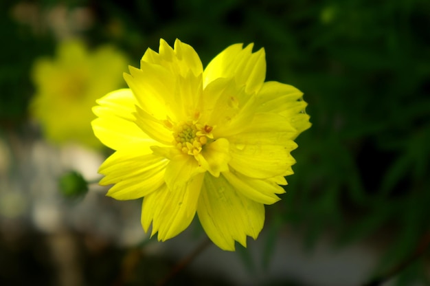 Foto foto de belas flores amarelas