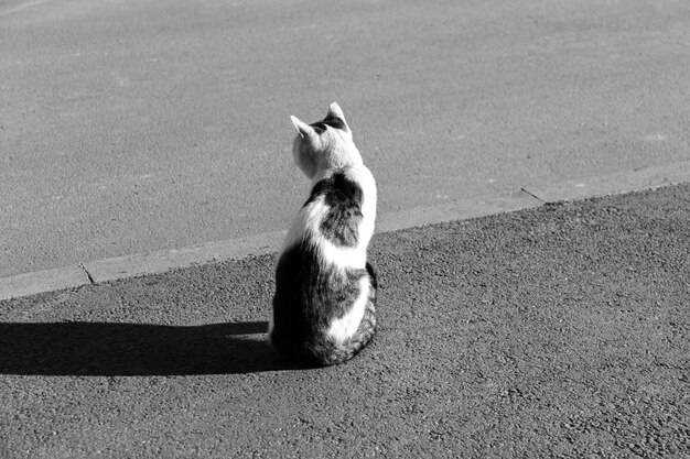 Foto de BW de um gato solitário na estrada de asfalto. Foto de grande sombra de um animal fofo cruzando a estrada