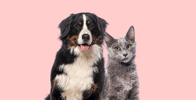 Foto de cabeça de Happy Bernese mountain dog e gato Nebelung cinzento juntos olhando para a câmera isolados em fundo branco