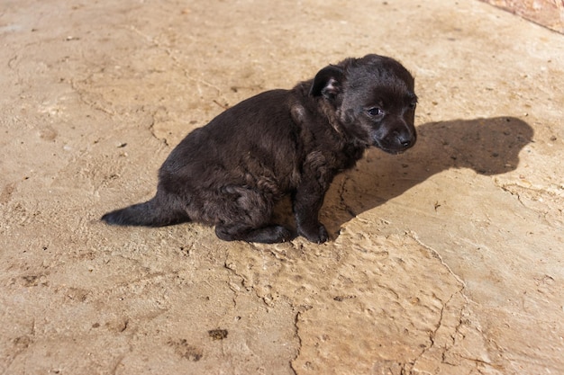 Foto de cachorrinho fofo de raça canina preta