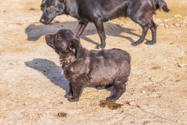 Foto de cachorrinho fofo de raça canina preta