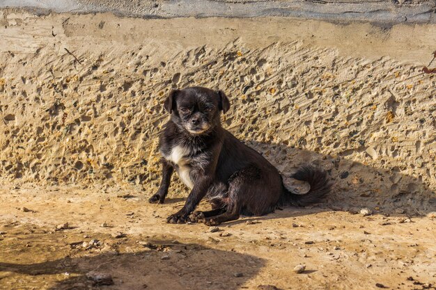 Foto de cachorrinho fofo de raça canina preta