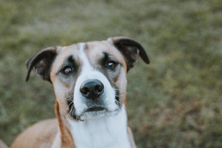 FOTO DE CACHORRO OLHANDO CÂMERA COM NARIZ EM FOCO