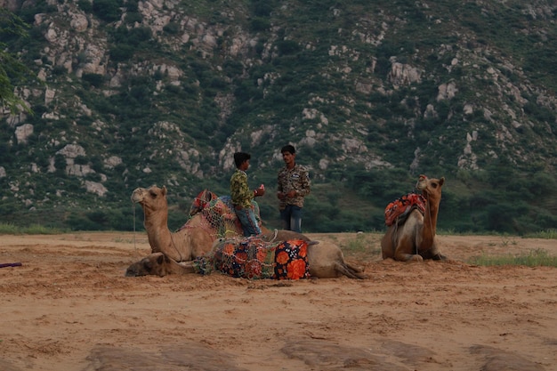 Foto de camelo com deserto e humano