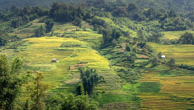 Foto foto de campos de arroz na encosta de uma montanha