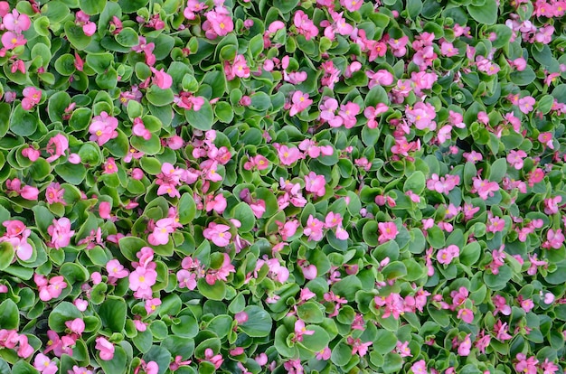 Foto de capa de flores de begônia rosa floral