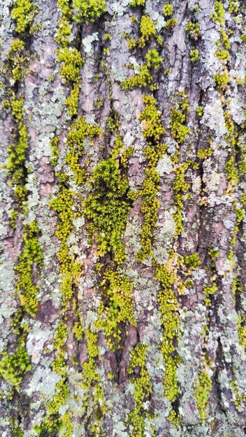 foto de casca de árvore com musgo verde