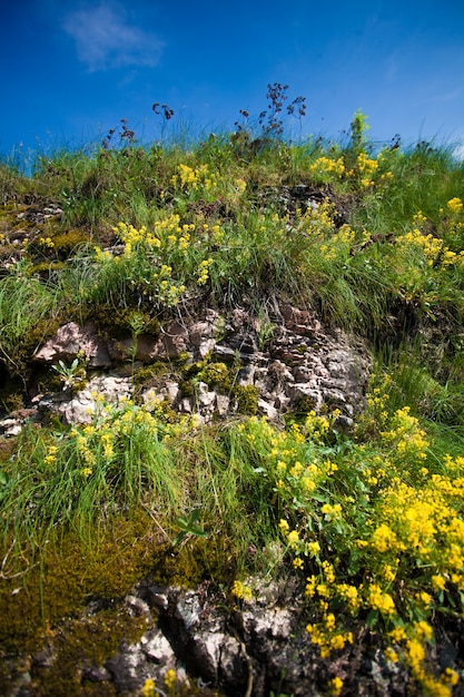 Foto de close de grama e flores crescendo na montanha