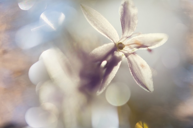 Foto de close-up das belas flores. Adequado para fundo floral.