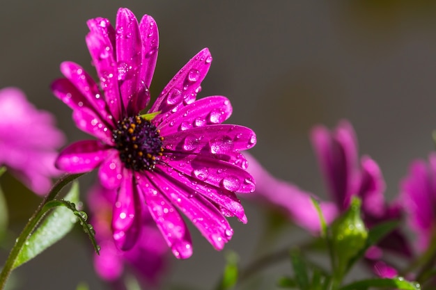 Foto de close-up das belas flores.