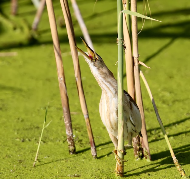 Foto de close-up de fêmeas gritos de amargura sentada em um junco