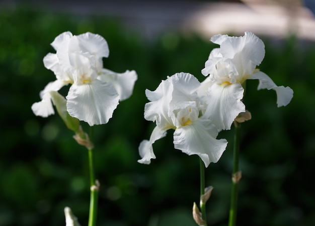 Foto de close-up de flor de íris branca, dof pequeno