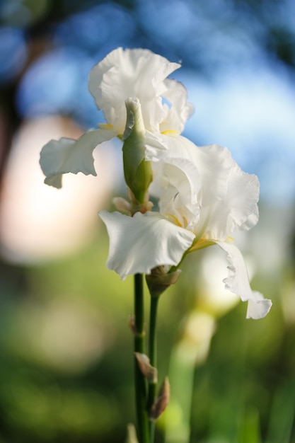 Foto de close-up de flor de íris branca, dof pequeno