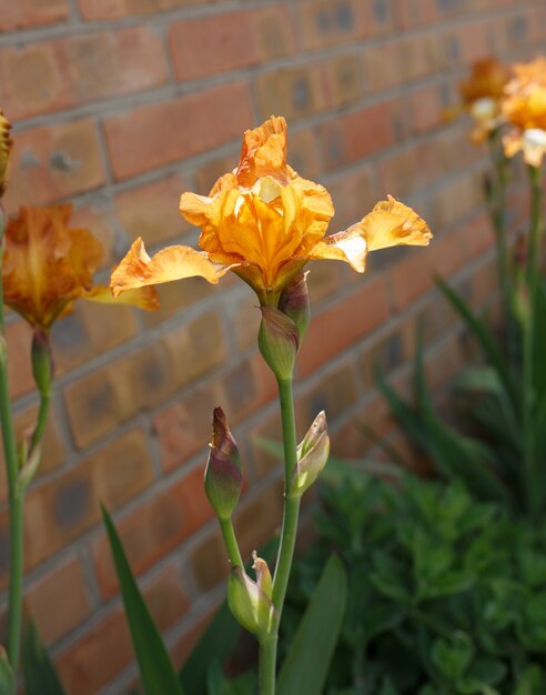 Foto de close-up de flor de íris laranja, dof pequeno