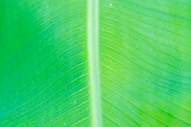 Foto de close-up de folhas de bananeira