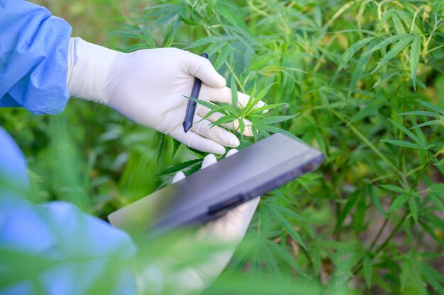 Foto de close-up de folhas de cannabis frescas Cientistas em campos de cannabis do governo para quem sofre de dor Legalização e maconha medicinal no mundo Cannabis verde em uma fazenda de cannabis
