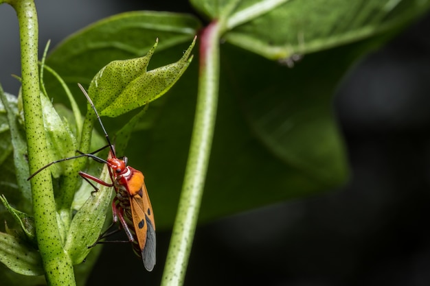 Foto de close up de insetos de assassino vermelho na folha