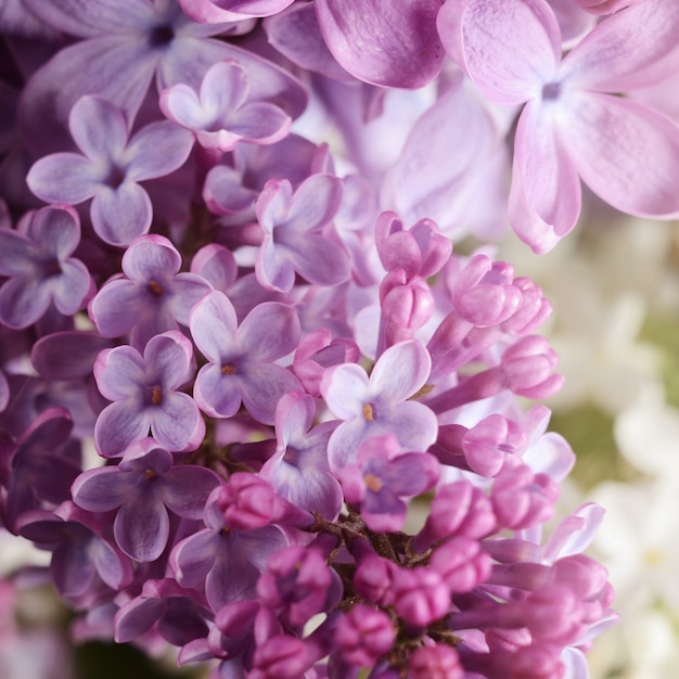Foto de close-up de lindas flores lilás.