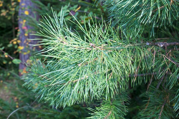 Foto de close up de pinheiro-agulha verde no lado direito da imagem. Pinhas pequenas no final dos ramos. Agulhas de pinheiro desfocadas no fundo