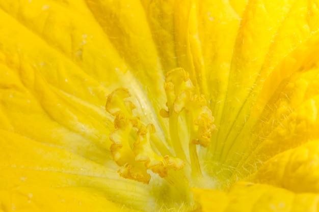 Foto de close-up de pólen amarelo de flores de abóbora