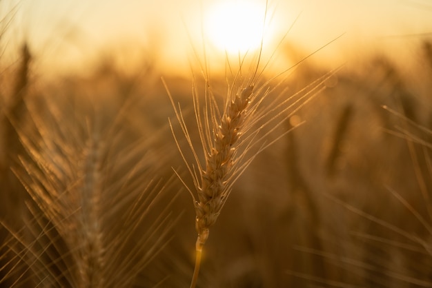 Foto de close-up de trigo ao pôr do sol