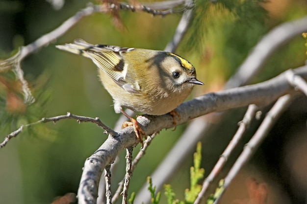 Foto de close-up de um goldcrest sentado no galho