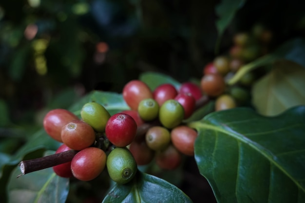 Foto de close-up de um grão de café arábica maduro em uma árvore. Grãos de café no norte da Tailândia, província de Nan, o fundo está desfocado.