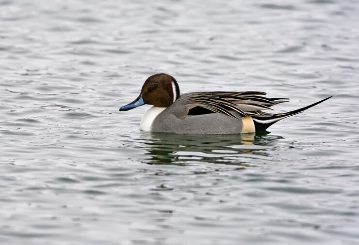 Foto de close-up de um macho do pintail do norte (Anas acuta) na água