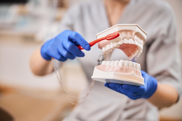 Foto de close-up de um modelo de dentição sendo segurado por um dentista durante uma demonstração de higiene dental