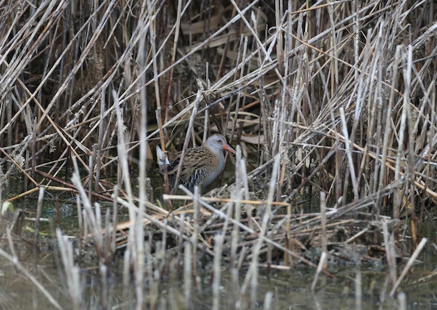 Foto de close-up de um trilho de água (Rallus aquaticus) capturada em um habitat natural perto da beira da água e juncos