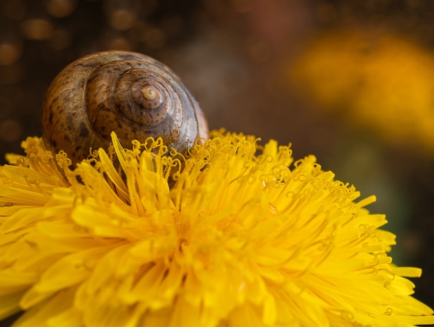 Foto de close-up do amarelo da flor dente de leão.